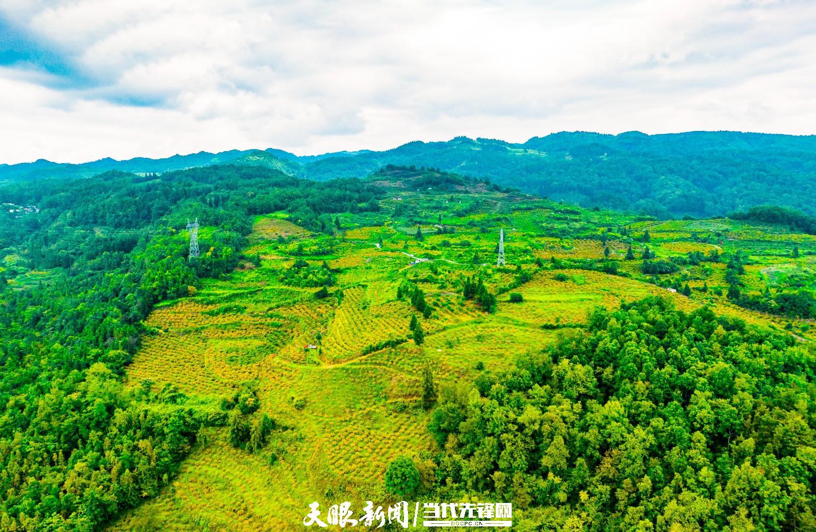 刺梨丰收季节,龙里县谷脚镇茶香村的山坡上,到处洒满金色,一颗颗